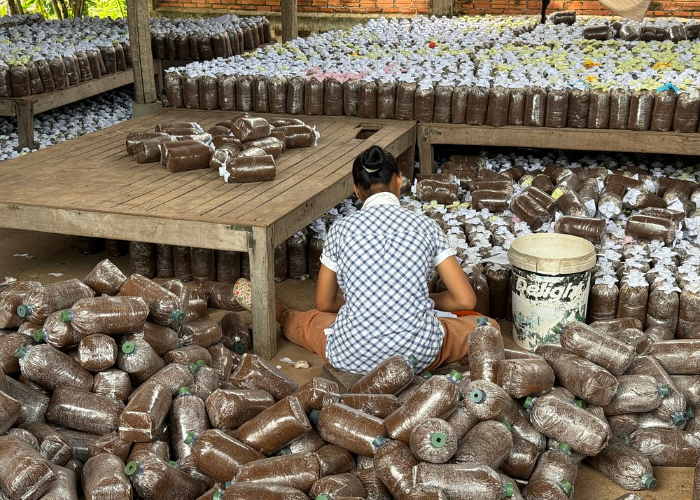 3. Mushroom Market