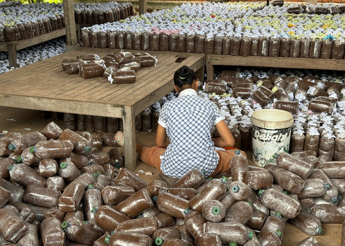 3. Mushroom Market