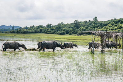 Siem Reap Countryside Adventure